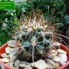 Sclerocactus _parviflorus ssp.terrae-canyonae _ Lz 233 _06